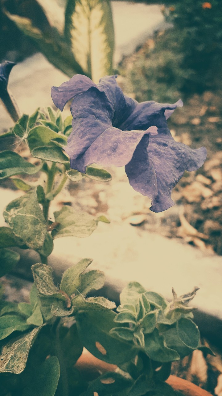 petunia