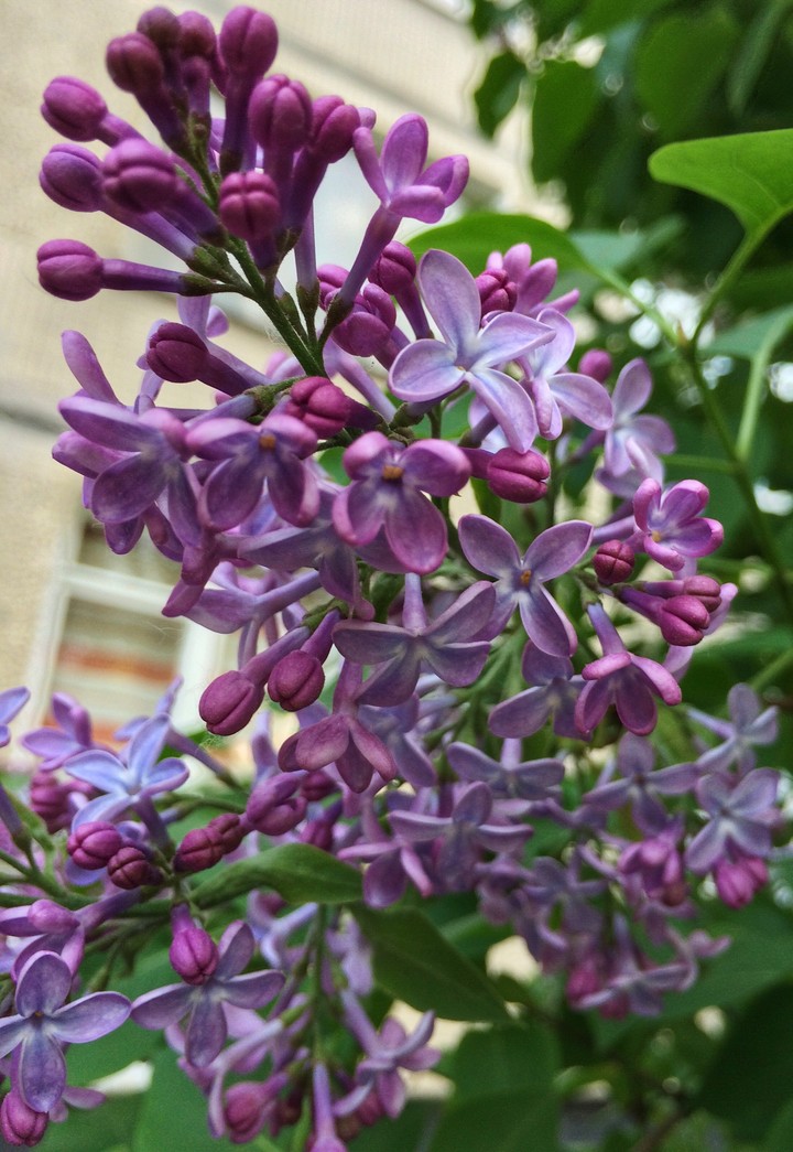 lilac