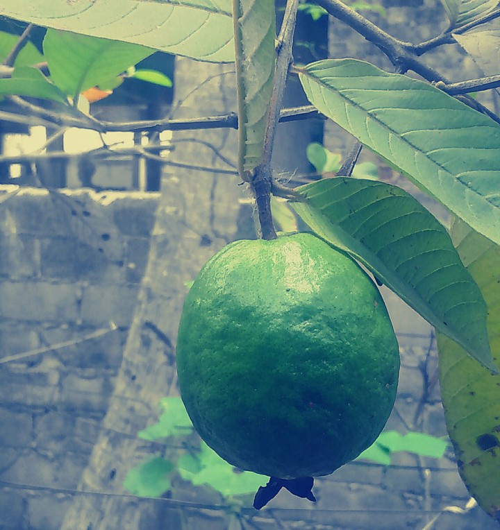 Guava