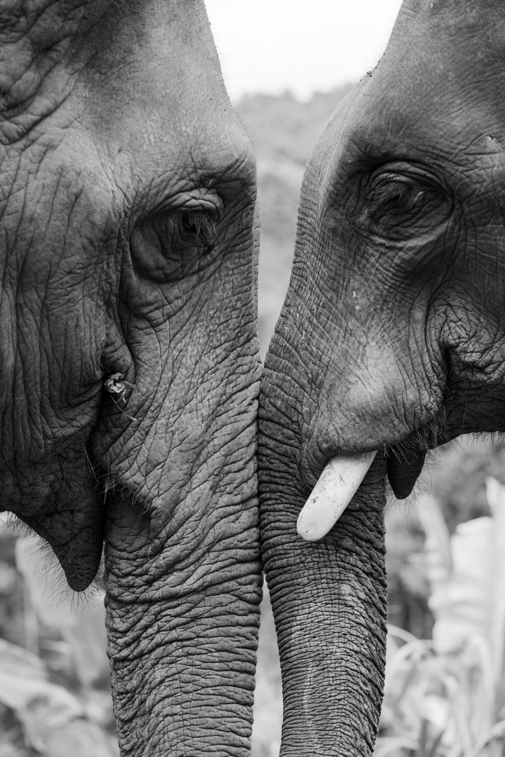 lovely Elephant