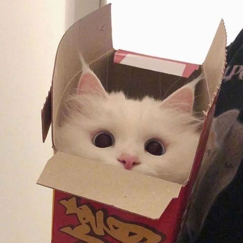 Carton, whiskers háttérképek