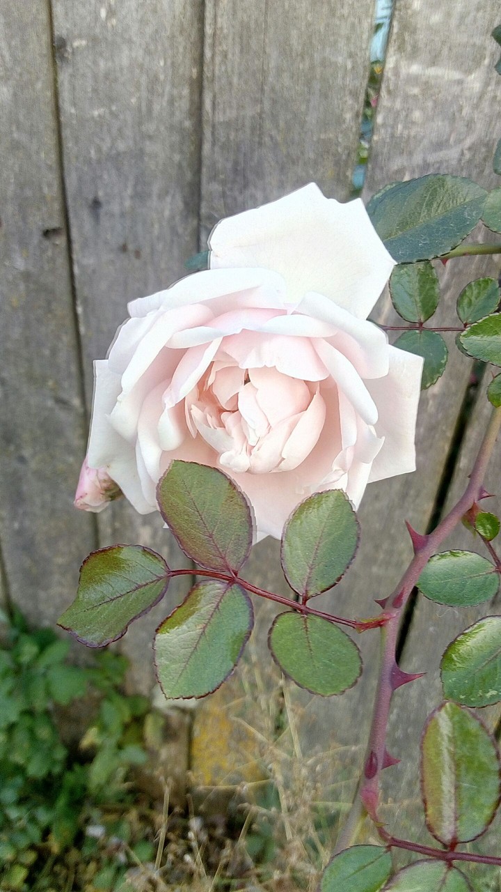 Roze