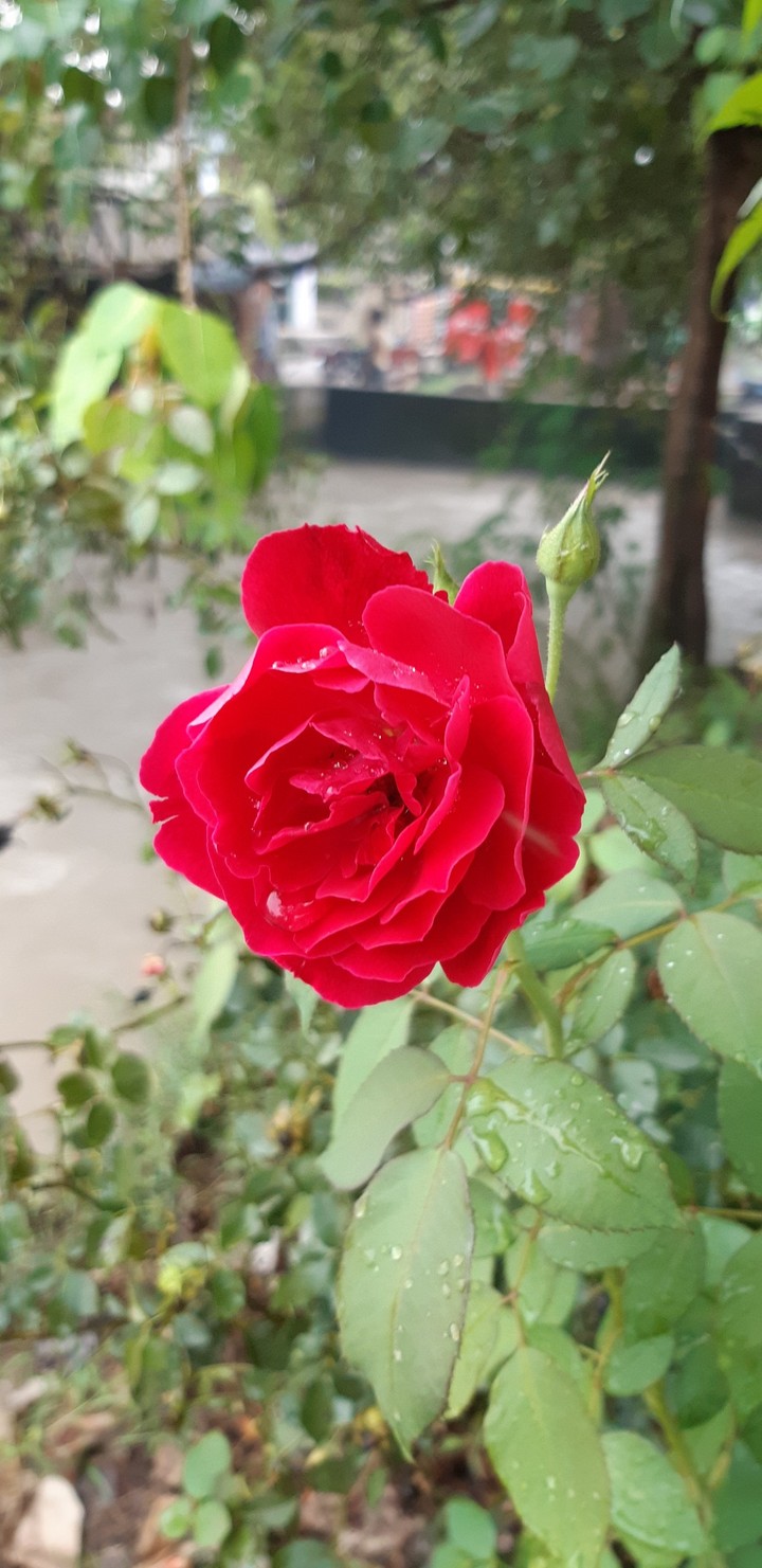 rose