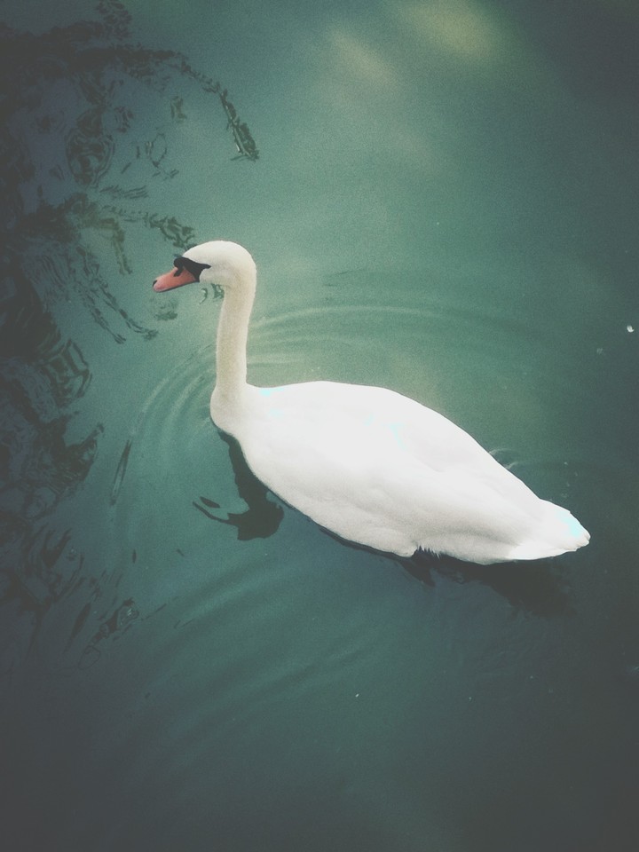 September Swan