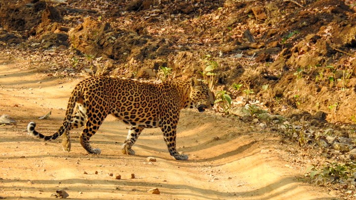 Leopard