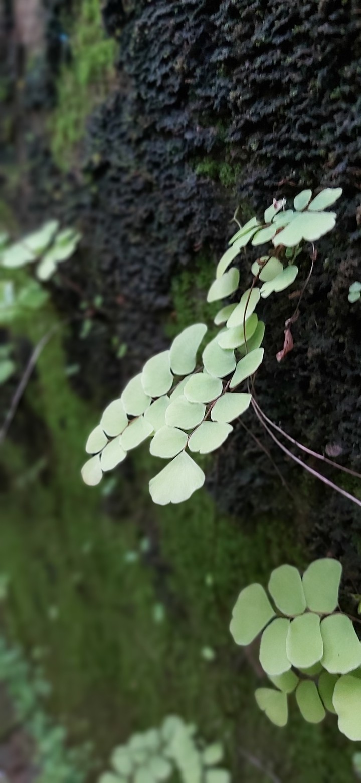 Moss