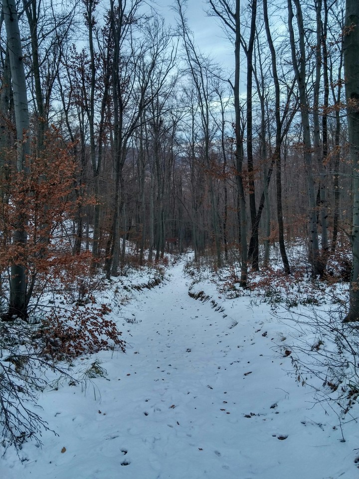 erdő