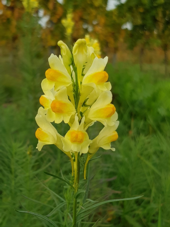 Yellow Flower