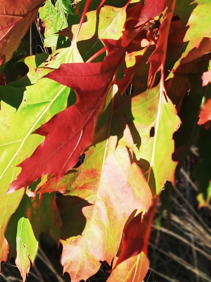 hello autumn