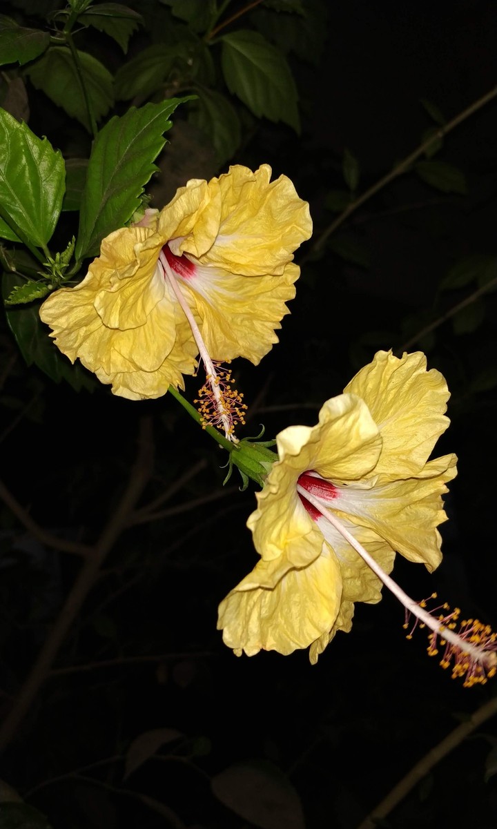 Yellow Hibiscus