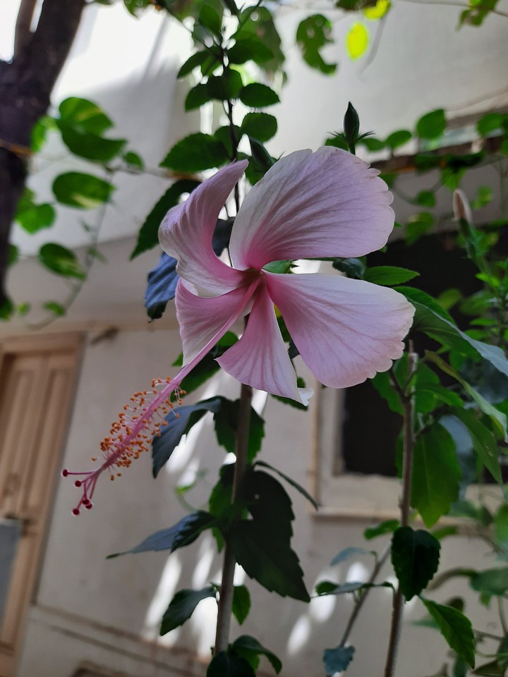 White Hibiscus..