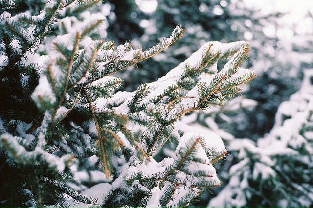 Christmas tree