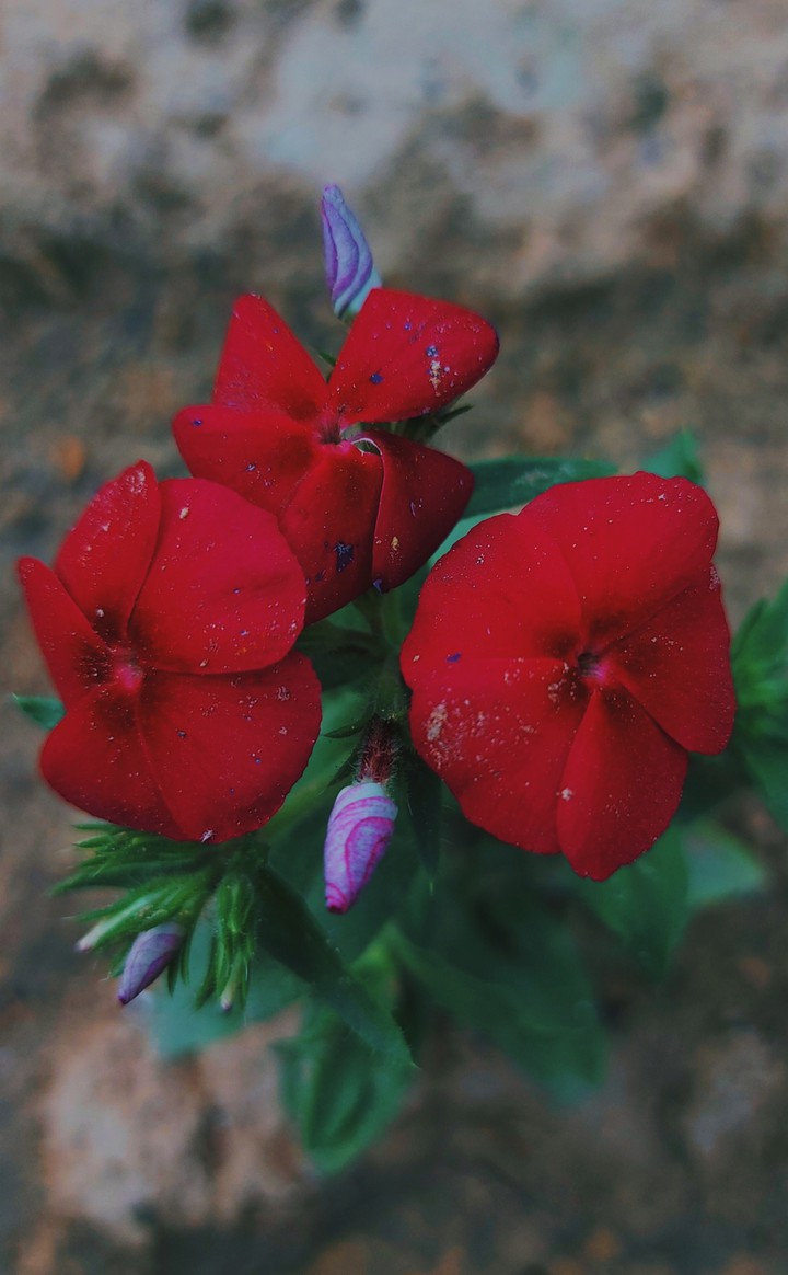 beautiful flowers ?