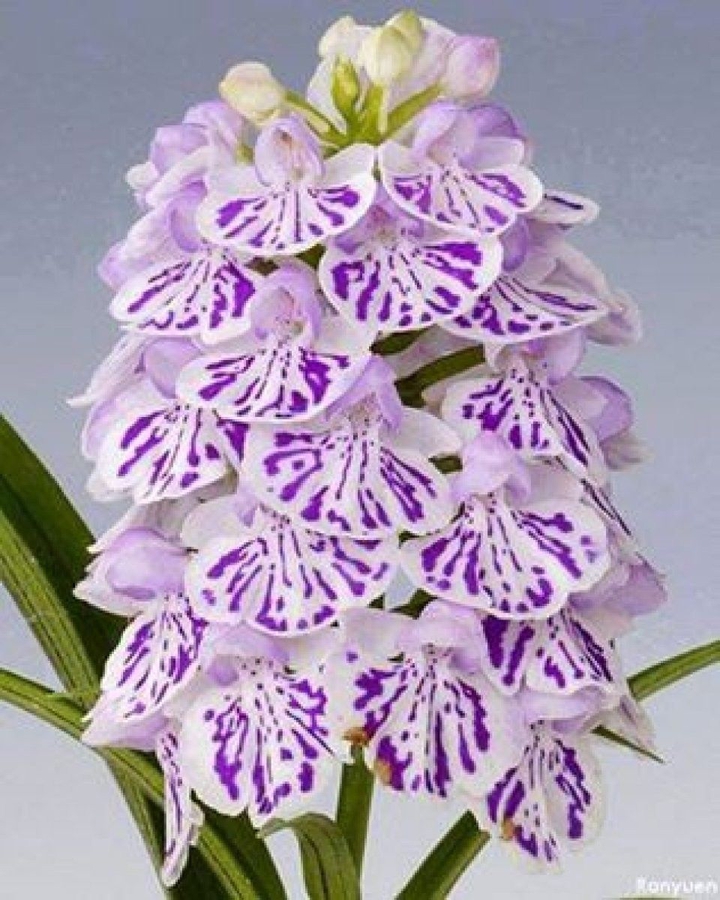 White & purple flowers.