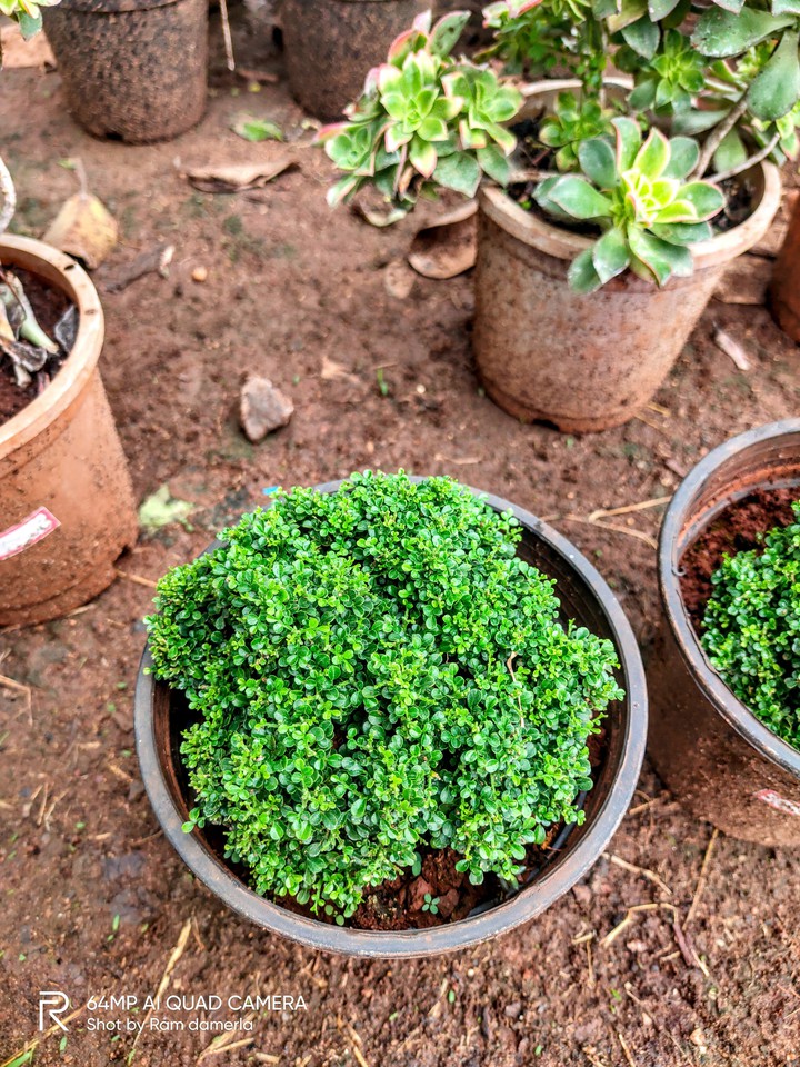 plant