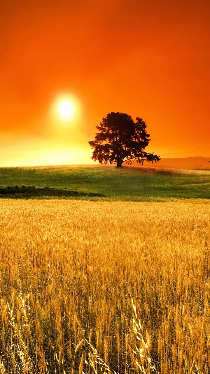 רקעים grassland, Beauty