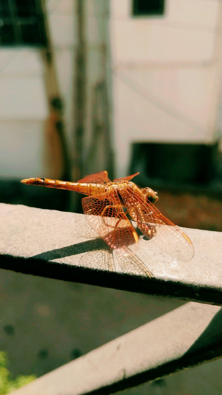 Dragon Fly