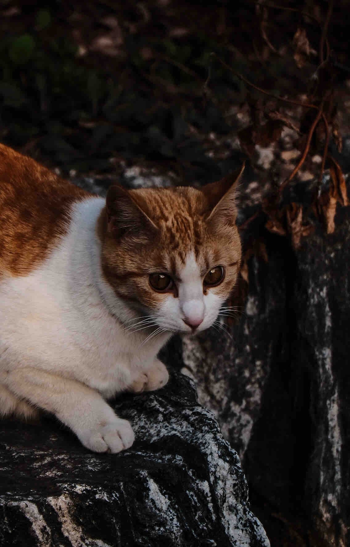 cat