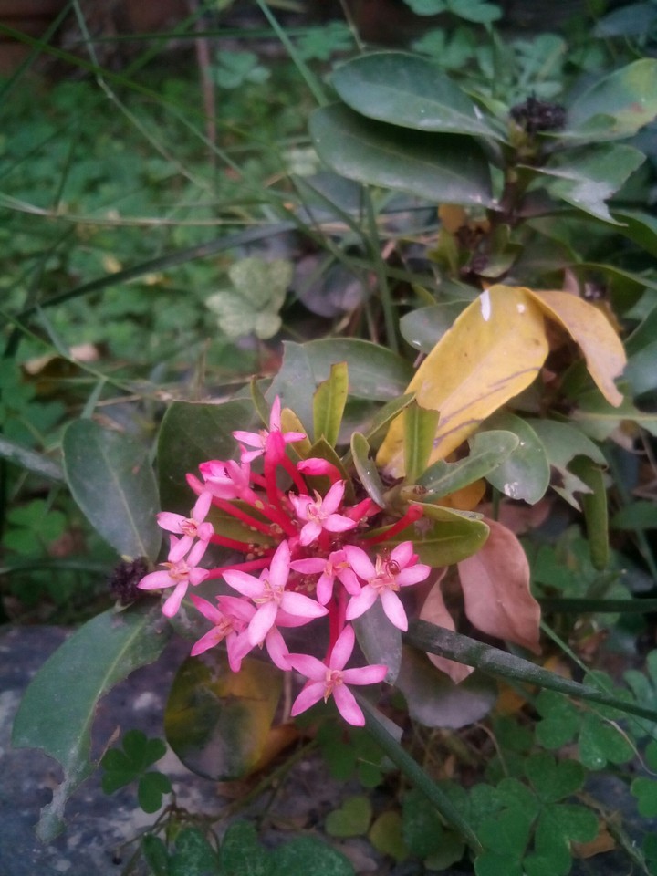 flowers