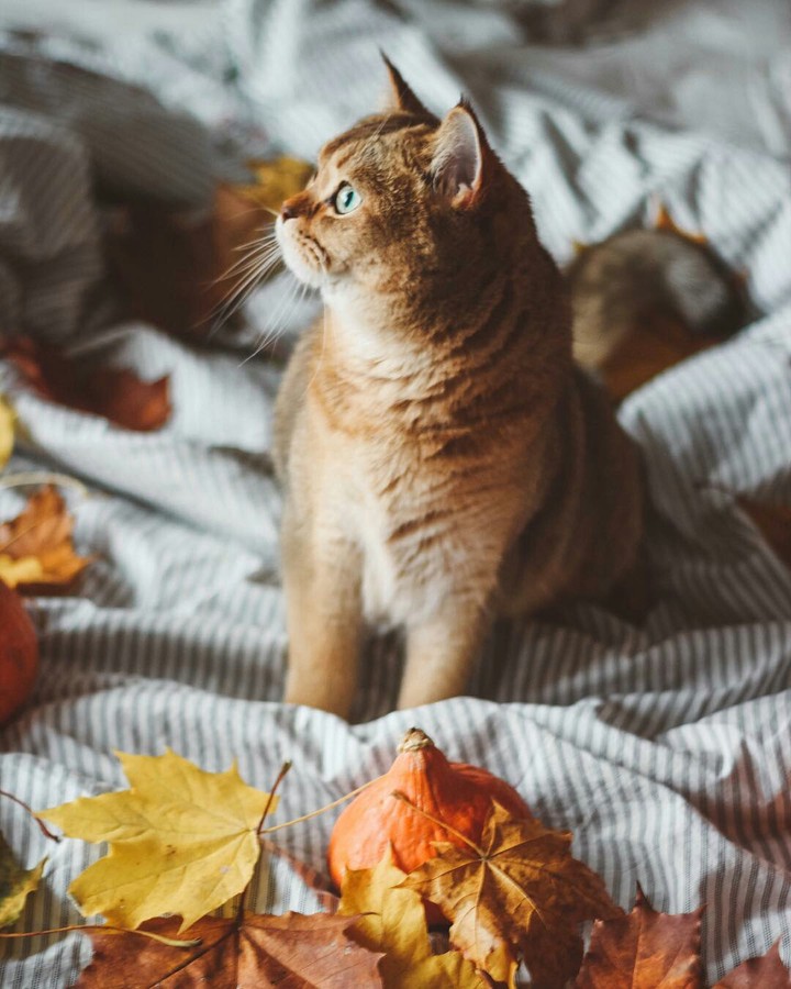 cat