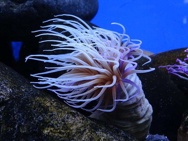 Sea ​​anemone