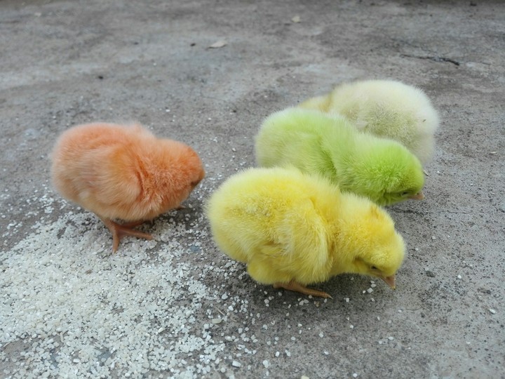 colorful chikens