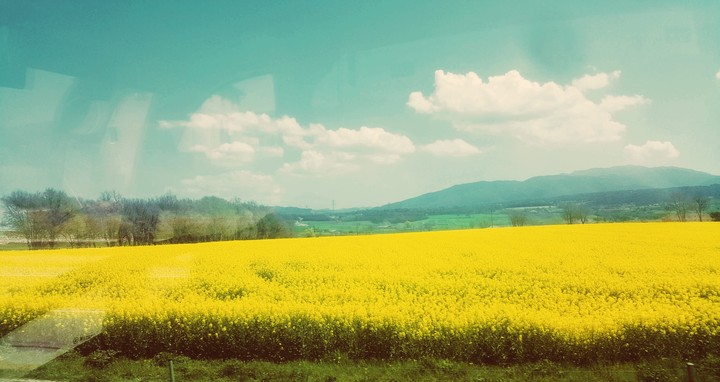 yellow field
