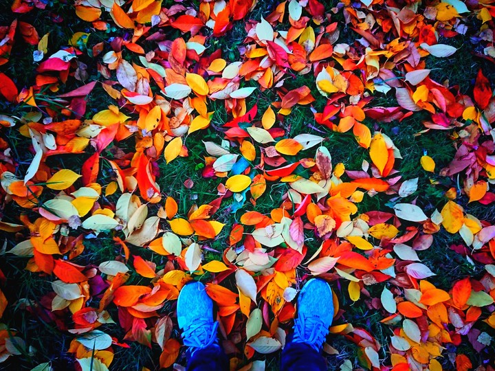 Leaves