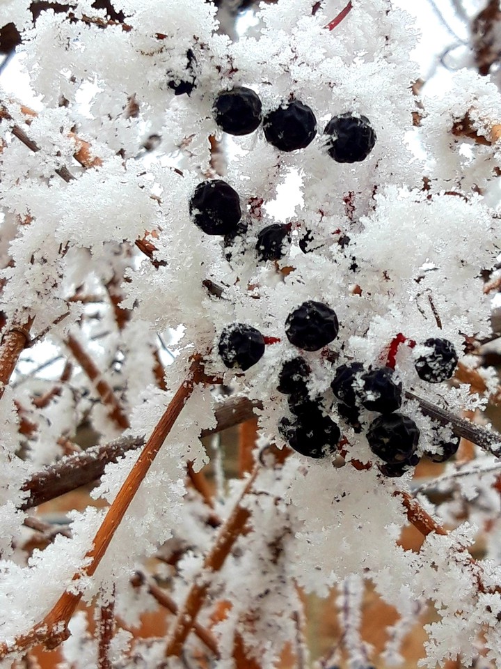 ❄❄