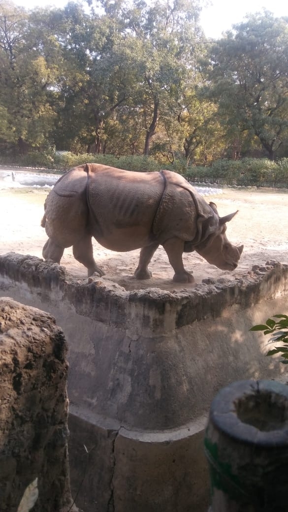 Rhino