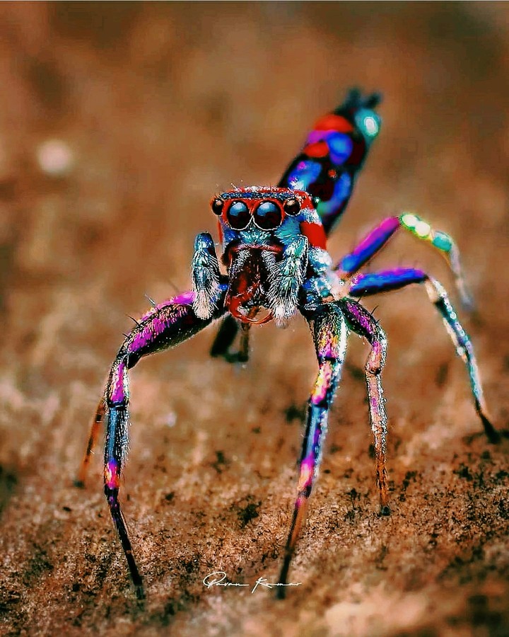 Colourful Spider