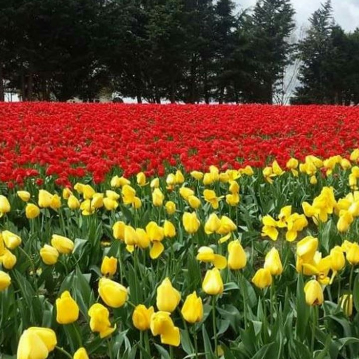 Tulip land