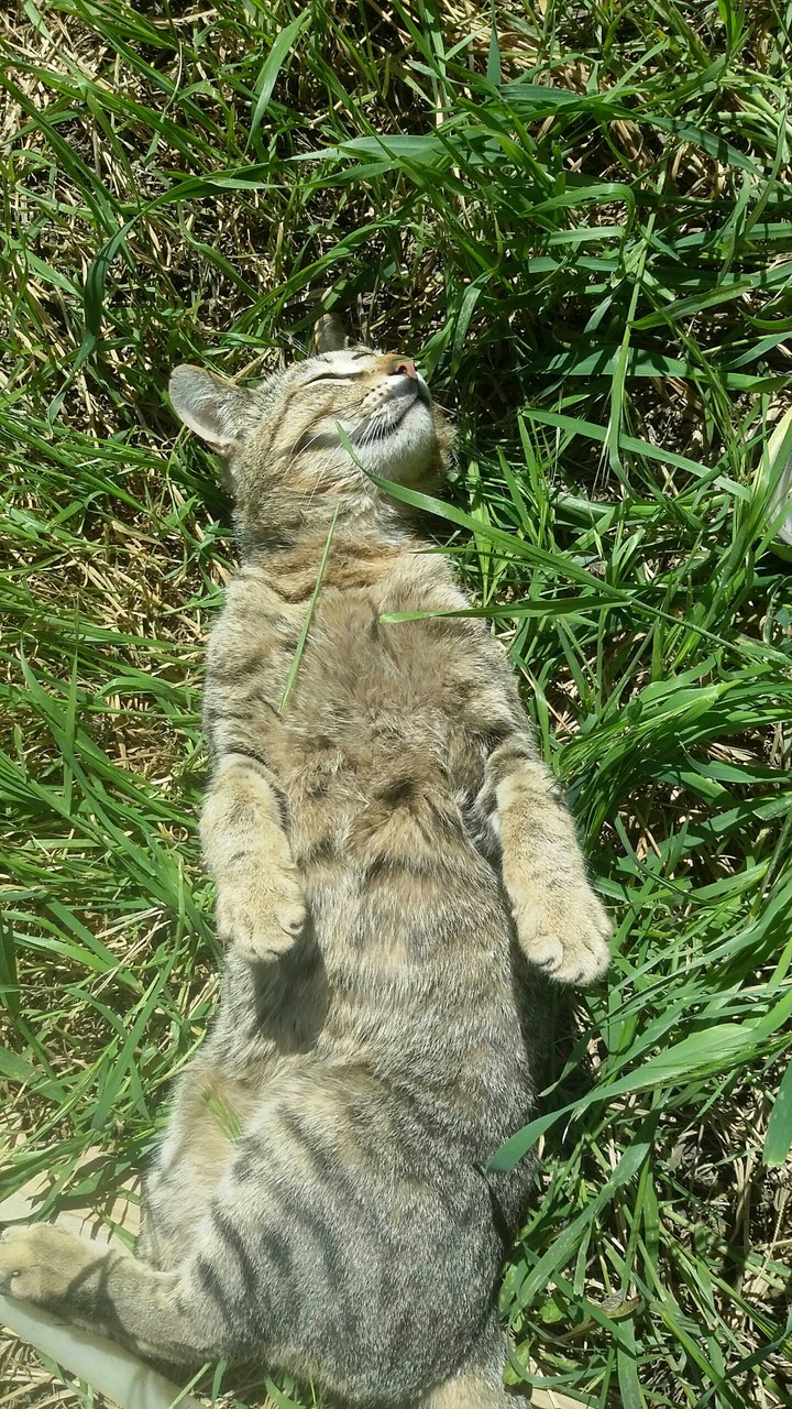 cat