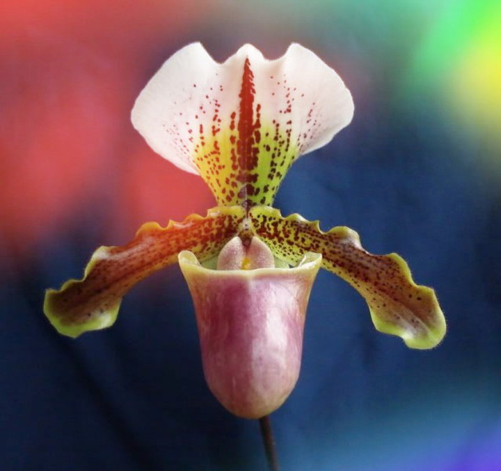 ORCHID