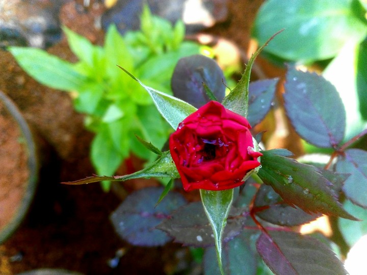 Red Rose