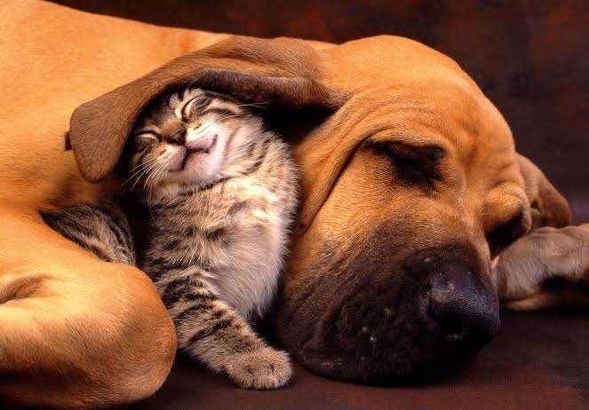 friends