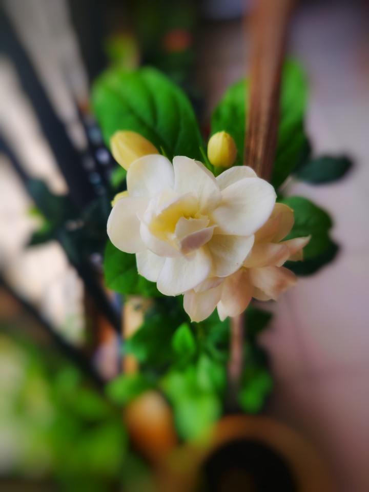 Jasmine