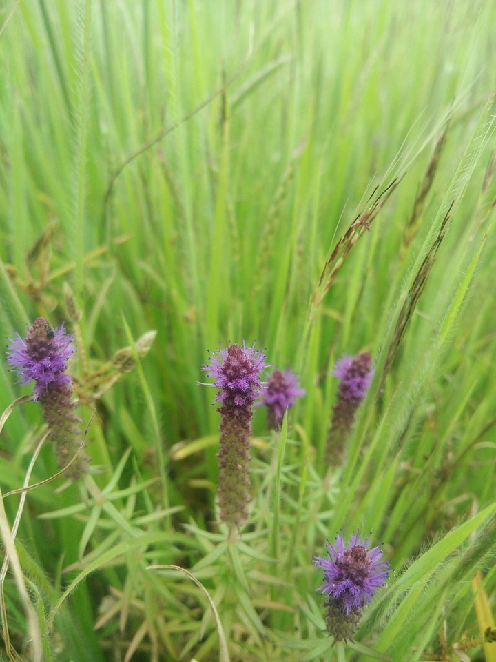 Rear Flower