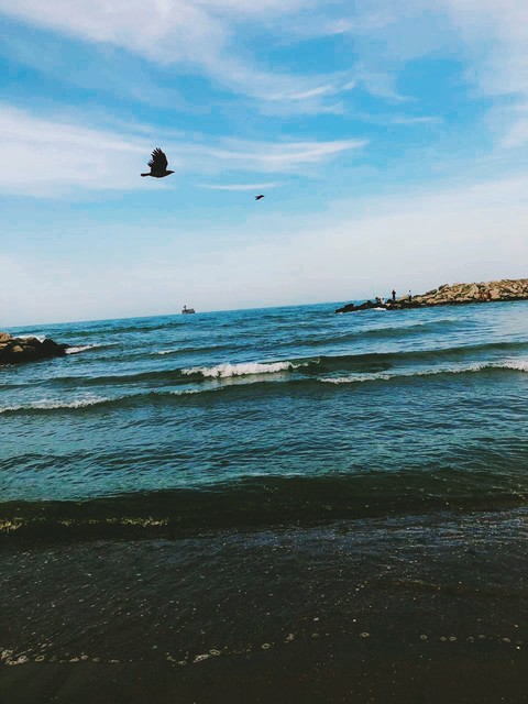 Bird over the sea
