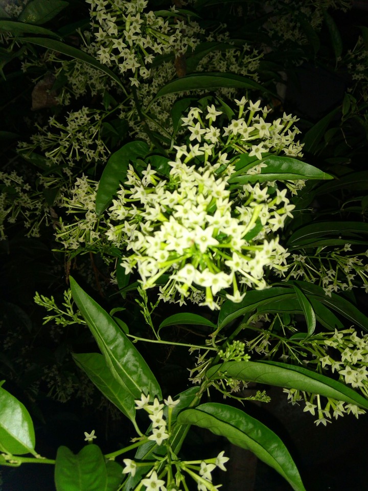 hasnahena flower