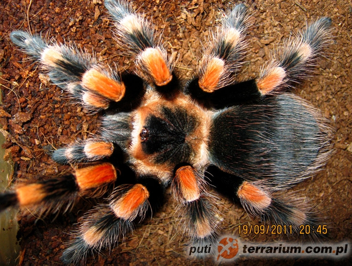 spider