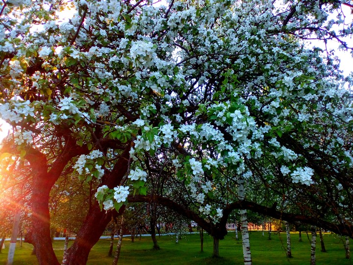Spring