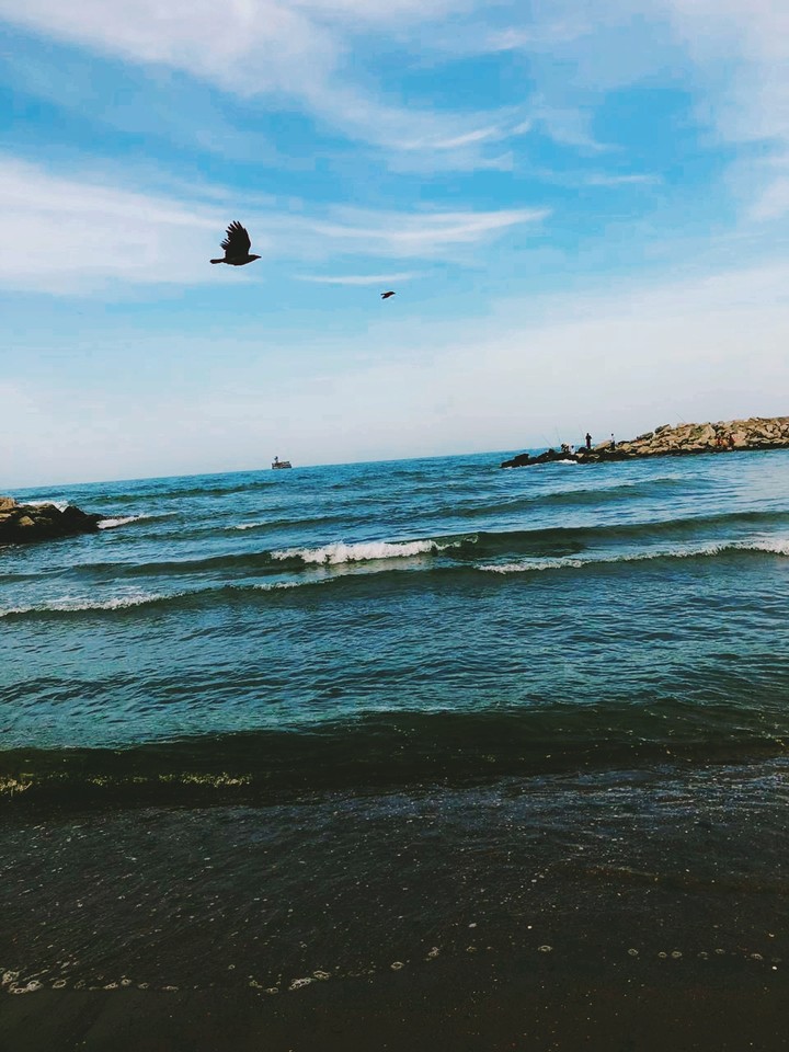 Bird over the sea
