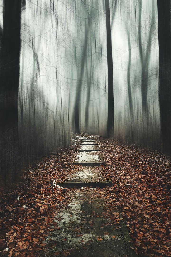 Hungary forest