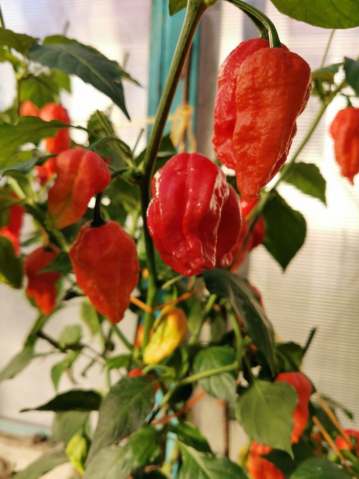 chili pepper