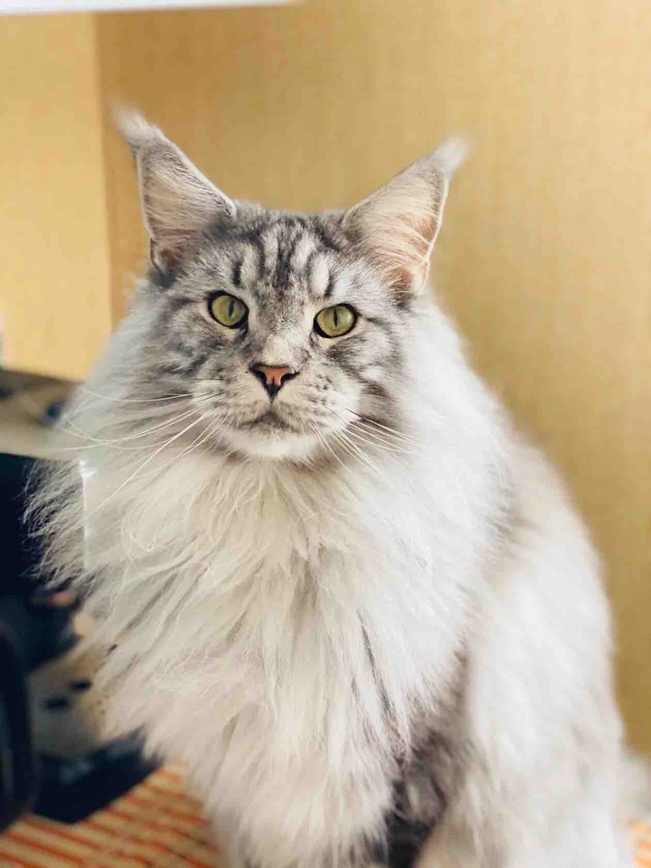 Simba