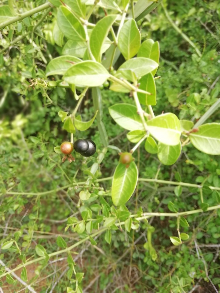 black fruit