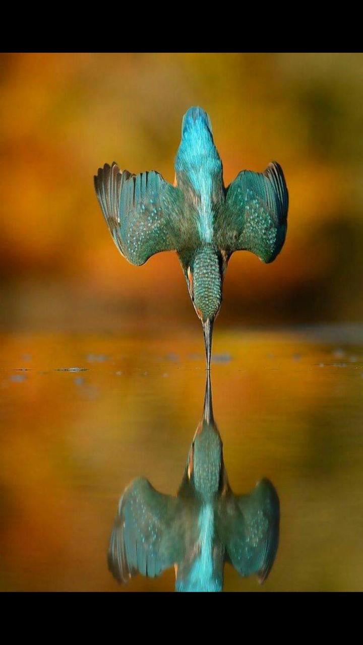 kingfisher Bird