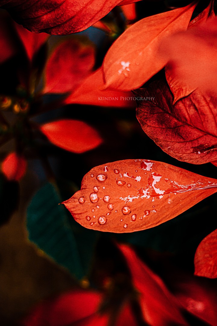 leaves