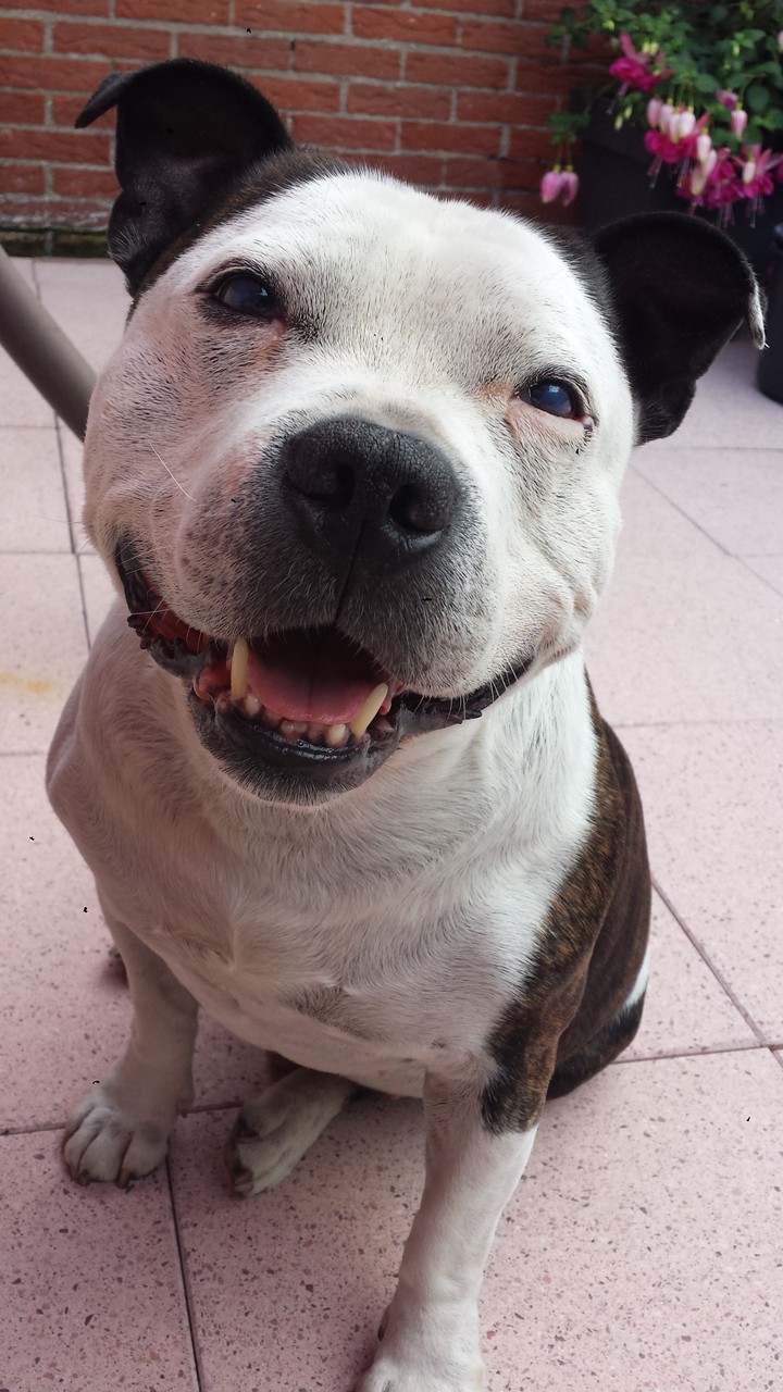 dogg